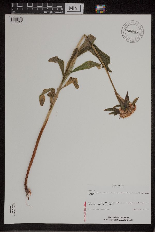 Phedimus aizoon image