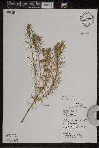 Image of Euphorbia cyparissias