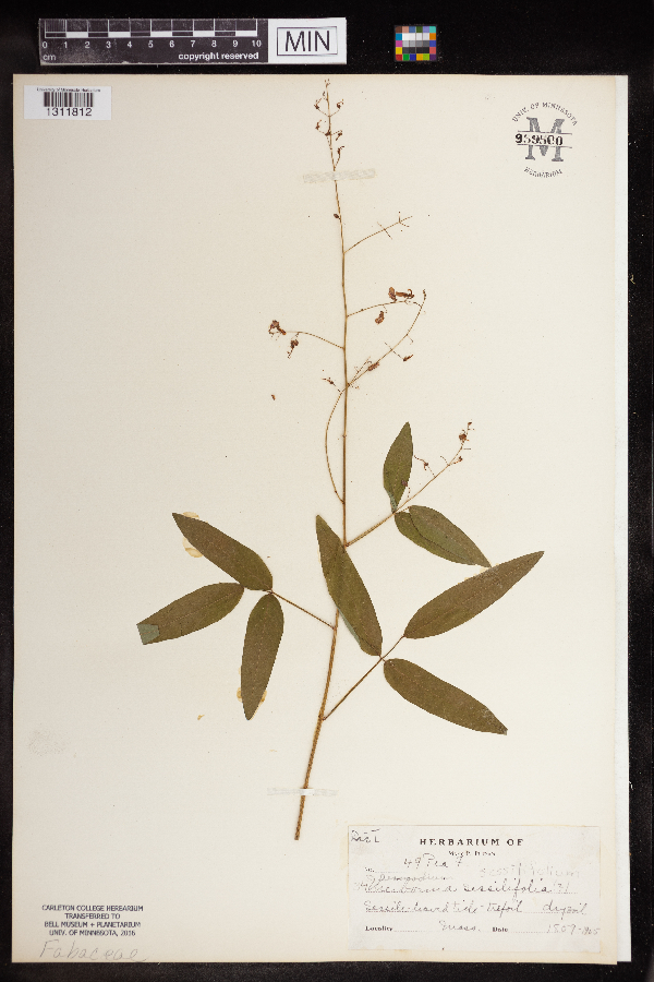 Desmodium sessilifolium image