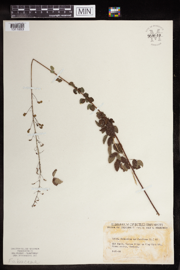 Desmodium marilandicum image