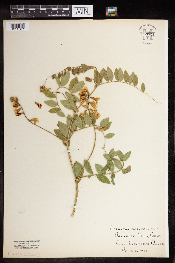 Lathyrus californicus image