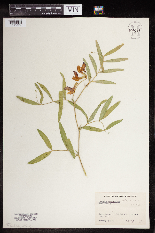 Lathyrus decaphyllus image