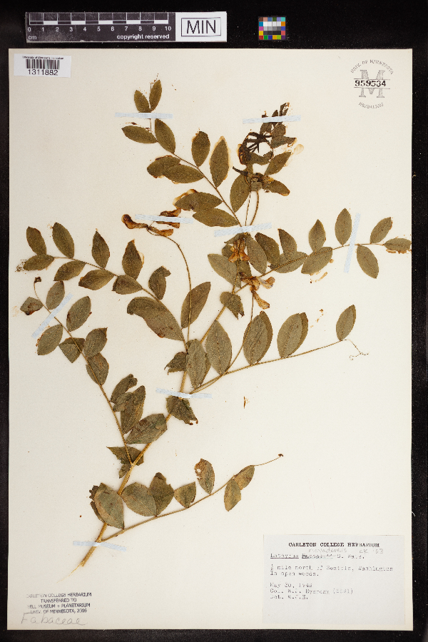 Lathyrus nevadensis image