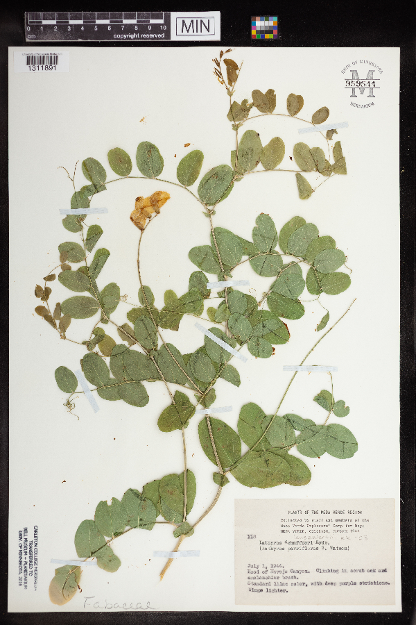 Lathyrus lanszwertii image