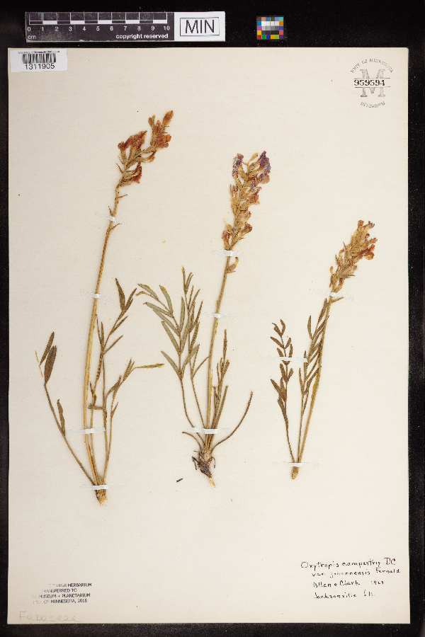 Oxytropis campestris image