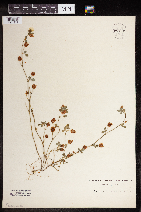 Trifolium procumbens image