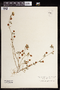Image of Trifolium procumbens