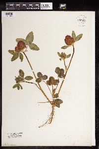 Trifolium pratense image