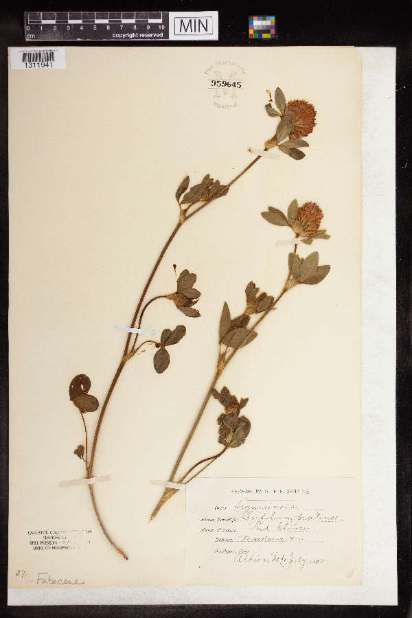 Trifolium pratense image