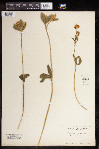 Image of Trifolium montanum
