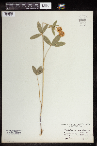 Trifolium montanum image