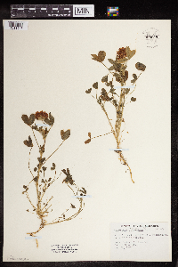 Image of Trifolium wormskioldii