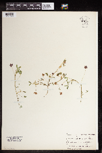 Image of Trifolium depauperatum