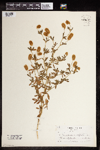 Image of Trifolium agrarium