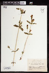 Image of Gentianella amarella