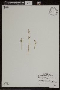 Botrychium lanceolatum image