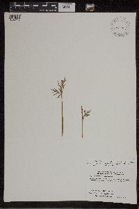 Botrychium lanceolatum image