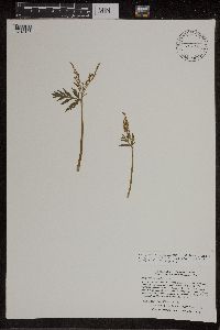 Botrychium lanceolatum image