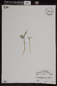 Botrychium lanceolatum image