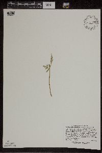 Botrychium lanceolatum image