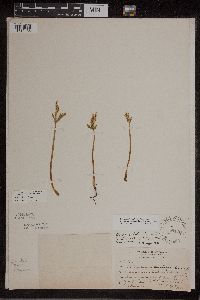 Botrychium lanceolatum image