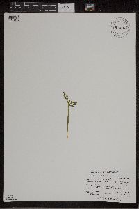 Botrychium lanceolatum image