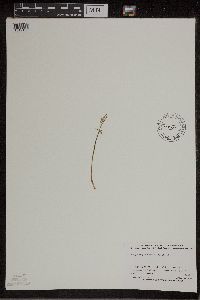 Botrychium lanceolatum image