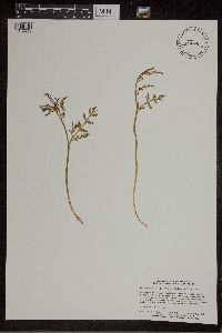 Botrychium matricariifolium image