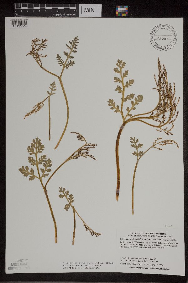 Botrychium matricariifolium image