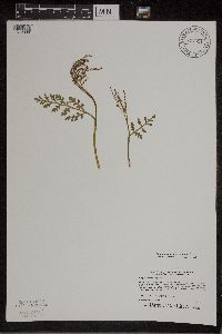 Botrychium matricariifolium image