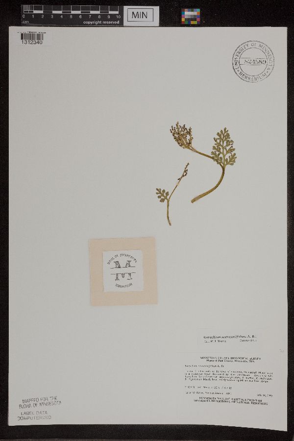 Botrychium matricariifolium image