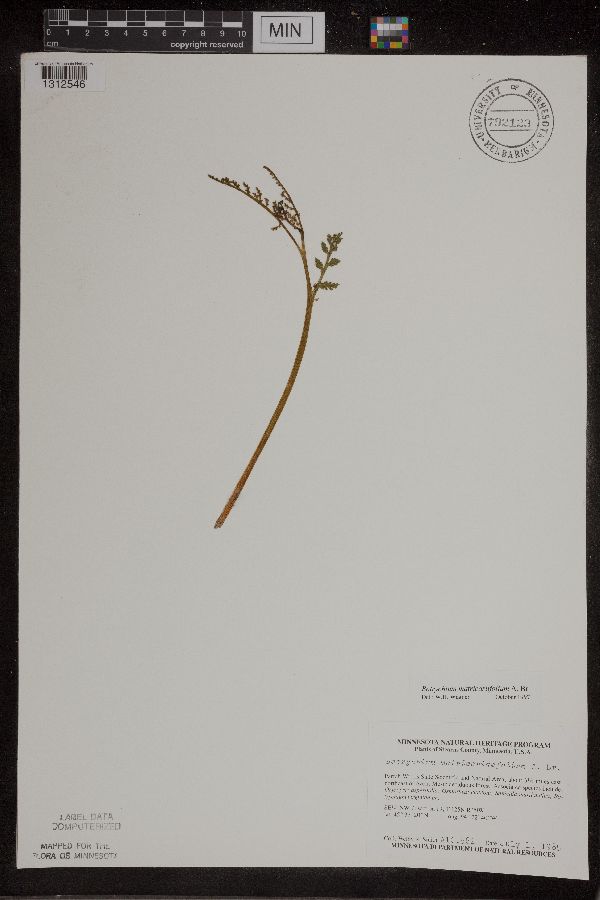 Botrychium matricariifolium image