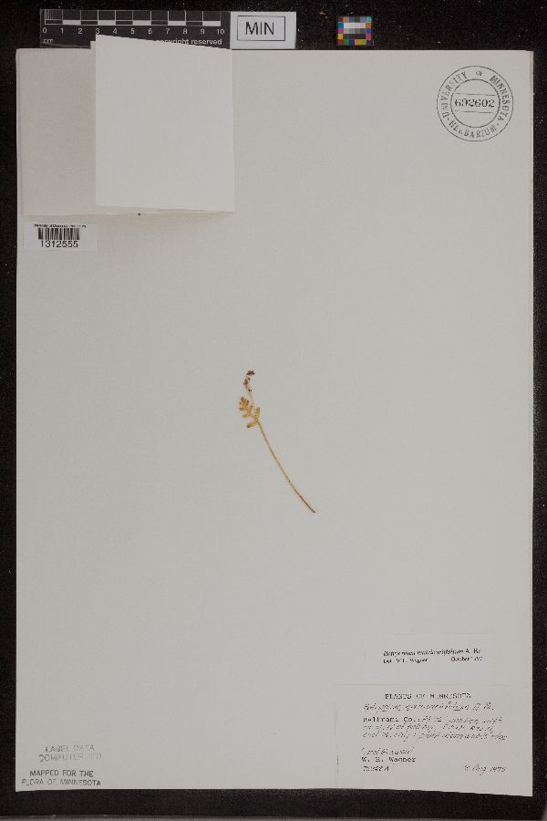 Botrychium matricariifolium image
