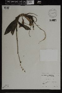 Image of Goodyera oblongifolia