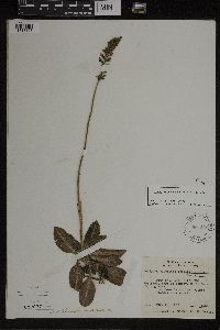 Goodyera pubescens image