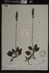 Goodyera pubescens image