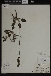 Goodyera pubescens image