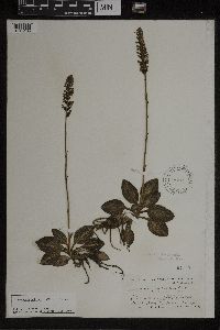 Goodyera pubescens image