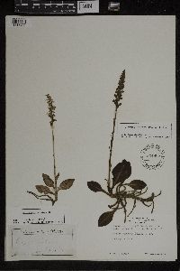 Goodyera tesselata image