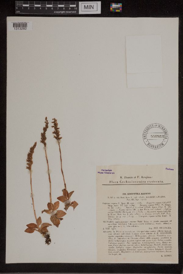 Goodyera repens image