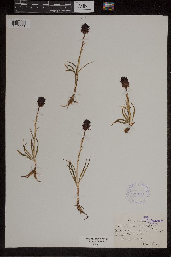 Gymnadenia image