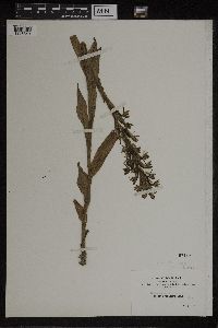 Habenaria hexaptera image