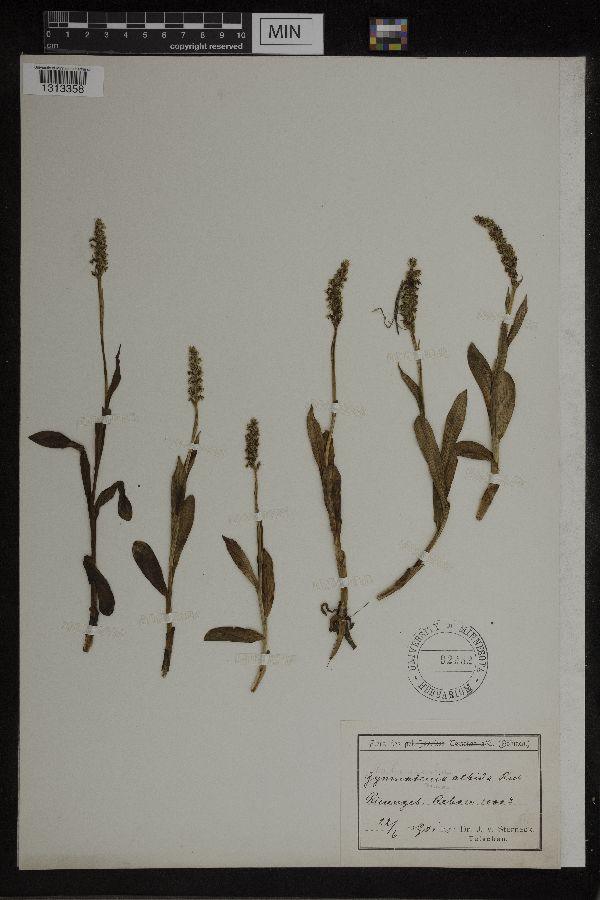 Habenaria albida image