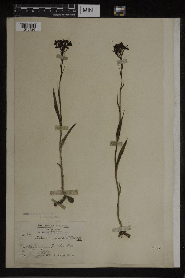 Habenaria acuifera image