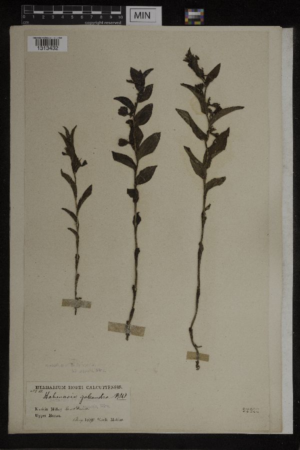 Brachycorythis galeandra image