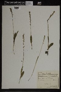 Image of Herminium monorchis