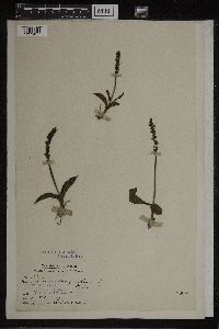 Image of Herminium macrophyllum
