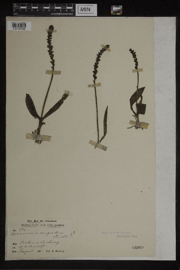 Herminium macrophyllum image
