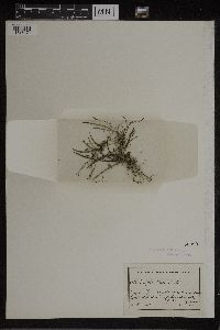 Ionopsis satyrioides image