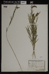 Image of Isochilus linearis